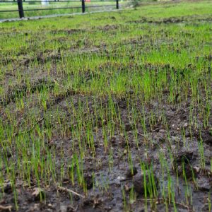 photo 2026 02 18 14 40 48 300x300 - Благоустройство территории частного дома